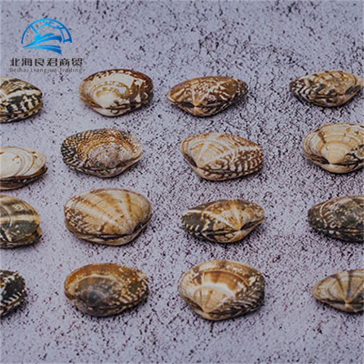 Hot selling high-quality frozen shellfish clams delicious seafood fresh frozen boiled clam meat