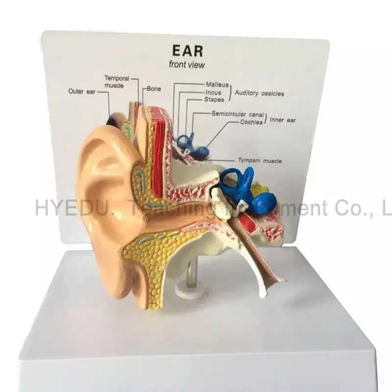 teaching resources ear enlarged anatomy model medical science human anatomical demonstrate model