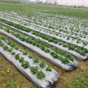 Plástico para acolchado agrícola antienvejecimiento a precio económico para el cultivo de <span class=keywords><strong>tomate</strong></span> y cebolla - Product Image 2