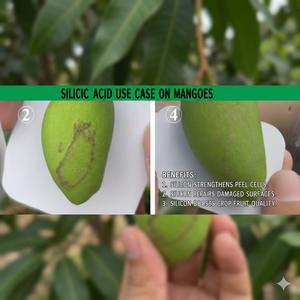 Engrais liquide organique à base d'acide orthosilicique/monosilicique, pureté 99 %, libération rapide <span class=keywords><strong>pour</strong></span> légumes, fruits, fleurs et jardins - Product Image 6