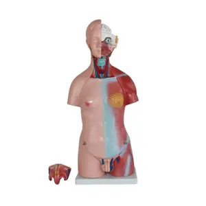 45CM 23パーツバイセクシャル人間3Dマネキンオルガンティーチングモデル、解剖学的人体胴体解剖学モデル