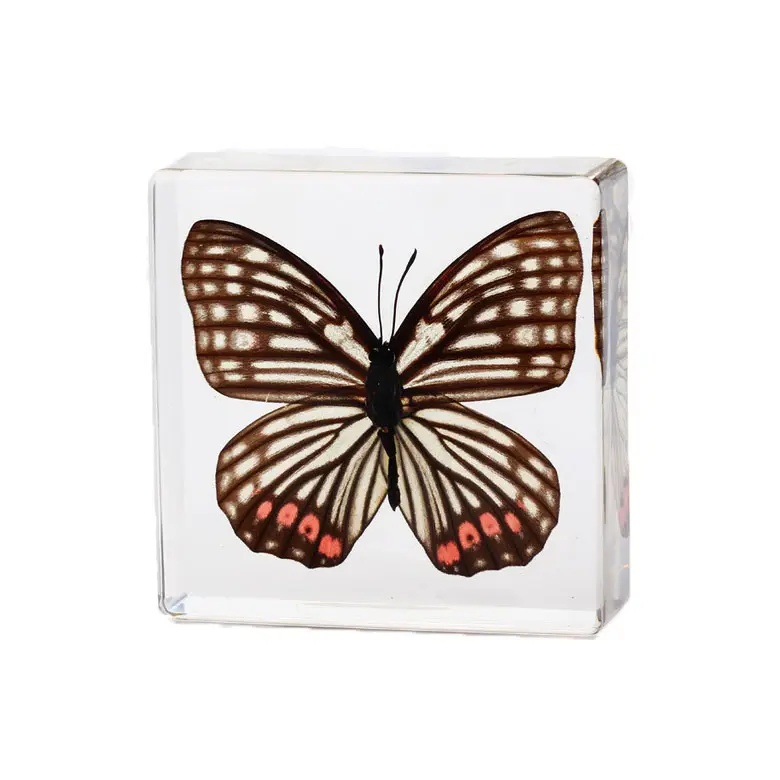 Fermacarte farfalla di cristallo di vendita calda, collezione di tassidermia animale fermacarte campione farfalla insetto reale