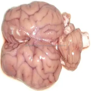 Frozen lamb brain for sale