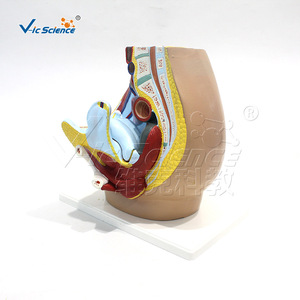 Modelo de enseñanza médica: Modelo de inguinalidad femenina; Modelo de anatomía inguinal - Product Image 2