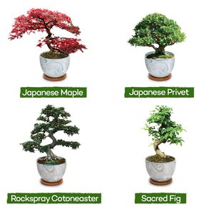 Premium 4 variétés d'érable japonais bonsaï, figue sacrée, kit de démarrage d'arbre de bonsaï Privet japonais Cadeaux de jardinage uniques - Product Image 3