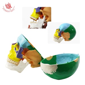 Modelo de cráneo médico FRT021 cabeza de plástico humana mandíbula puede abrir Skullcap extraíble estudiante médico modelo de Anatomía Humana - Product Image 6