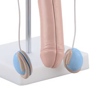Modelo Anatómico del Sistema Urinario Masculino, Simulación de Órganos Urológicos para Práctica Clínica