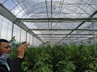 Serre à film multi-voûtes avec système hydroponique pour la culture de légumes