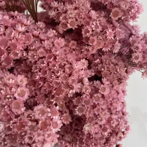 Yunnan vente en gros pas cher petites belles fleurs de marguerite séchées plantes mini minuscule fleur d'étoile brésilienne sèche naturelle pour l'artisanat