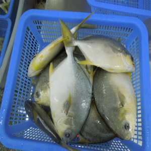Frozen whole gold round Pompano <strong>Trachinotus</strong> <strong>Ovatus</strong> for sale - Product Image 5