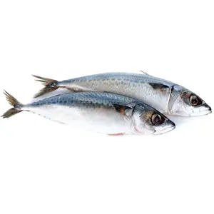 Mackerel Frozen Seafood Fish Mackerel Exporters