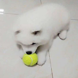 Giocattoli interattivi da masticare per l'addestramento dell'animale domestico del cane giocattolo della palla da Tennis di elasticità dell'animale domestico