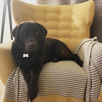 Wohnzimmer möbel Flügel zurück Sofas tühle Wohnzimmer rosa Sessel