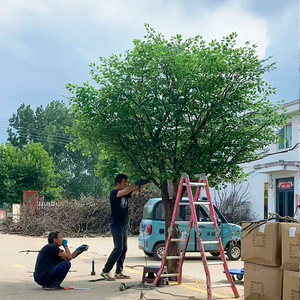 Lager Kích Thước Nhân Tạo Cây Thông Nhân Tạo Cây Ngoài Trời Nhựa Cây Nhân Tạo Cho Sân Vườn Và Cảnh Quan Trang Trí - Product Image 3