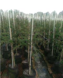 Varillas de FRP duraderas de alta resistencia para vivero, poste de soporte de fibra de vidrio - Product Image 2