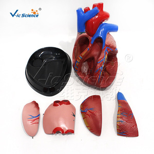 Modèle anatomique cardiaque de taille moyenne VIC-307D, modèle anatomique d'organe humain, modèle viscéral médical détachable - Product Image 4