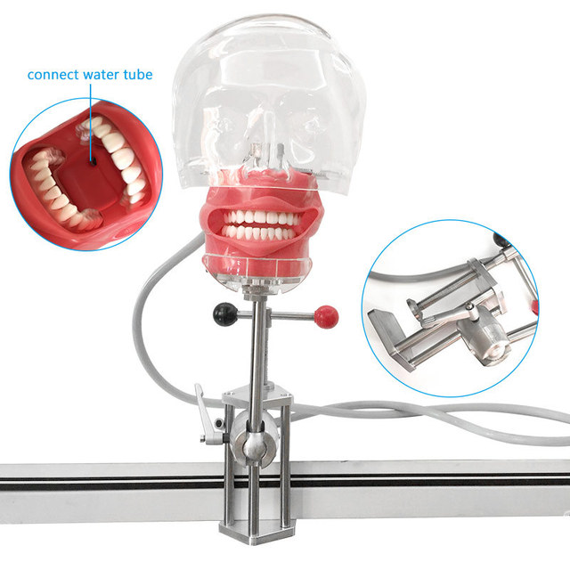 Dental Simulator Dental Phantom Head Dentist Practice Training Model Dental Lab Supplies Dentistry Equipment