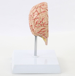 人体脳モデル解剖学脳血管解剖学モデル - Product Image 3