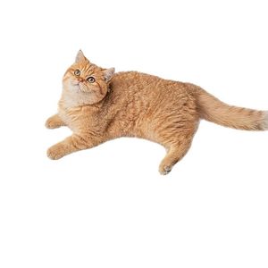 <span class=keywords><strong>Rascador</strong></span> de Sisal Barato para <span class=keywords><strong>Gatos</strong></span>, Protector de Sofá para Mascotas, Tabla Rascadora para Gatitos, Poste <span class=keywords><strong>Rascador</strong></span> para <span class=keywords><strong>Gatos</strong></span>, Protector de Muebles - Product Image 5