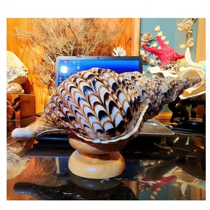 Grandes coquilles de trompette marine triées sur le volet pour décor nautique, conception d'aquarium et souvenirs de plage artistiques - Product Image 1