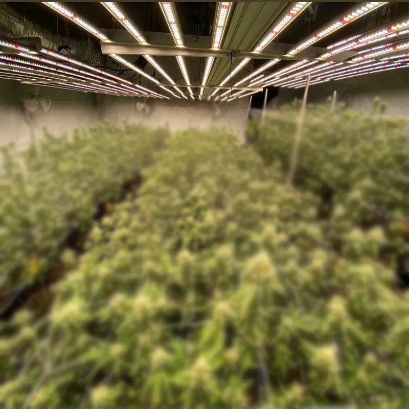 High PPFD Led Cultivation Sunritek 850W 2.8umol/J MG8 LED Grow Lighting Full Spectrum Hydroponic Indoor Plant Grow Lights