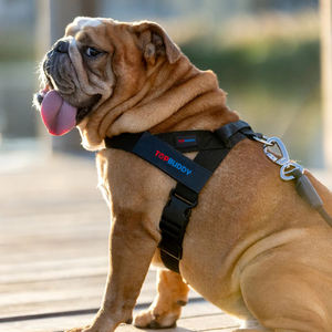 Fascio di imbracatura e guinzaglio personalizzato con Bungee guinzaglio Anti-Shock regolabile e toppa nome personalizzata <span class=keywords><strong>per</strong></span> <span class=keywords><strong>cani</strong></span> - Product Image 5