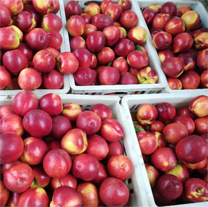 Các Nhà Sản Xuất Giá Tươi Mật Hoa Ngọt Ngào Mật Hoa Kích Cỡ Khác Nhau Mật Hoa - Product Image 5