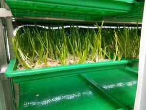 Machine hydroponique automatique pour culture verticale de fourrage, avec panneau isolant composite motorisé, capacité de 25 à 1000 kg/jour - Product Image 3