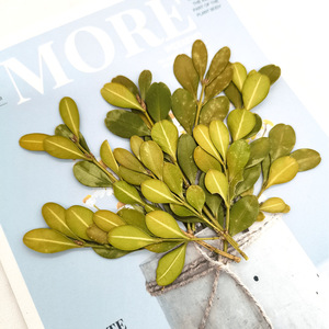 Hojas de <span class=keywords><strong>Buxus</strong></span> Secas y Prensadas Naturales para Resina, Joyería, Manualidades, Especímenes Botánicos, Follaje de Boj para Arte - Product Image 1