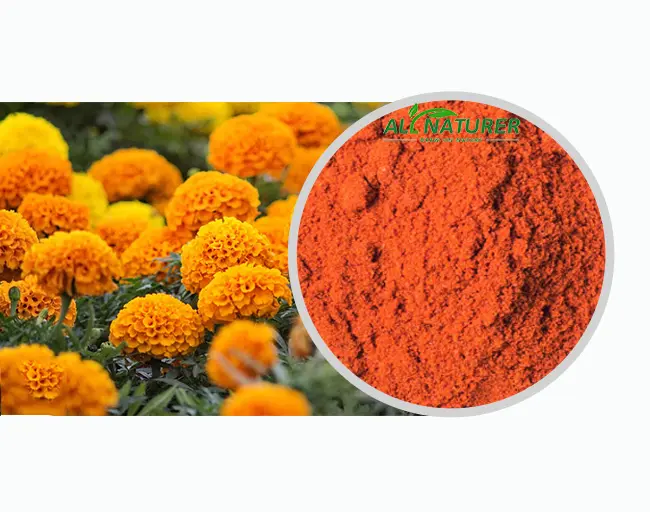 Wholesale Natural Marigold Flower Extract 5% 20% 60% Meso-Zeaxanthin Powder For Health Supplement