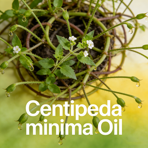 Venta Directa de Fábrica, Mayorista de Aceite de Centipeda Minima, Aceite Esencial de Centipeda Minima 100% Natural, Proveedor a Granel de Aceite de Hierba de <span class=keywords><strong>Ganso</strong></span> - Product Image 3