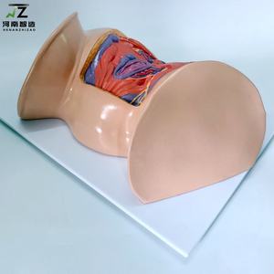 Modelo de Útero Femenino 1:1, Modelo de Anatomía Pélvica con Músculos del Suelo Pélvico - Product Image 5