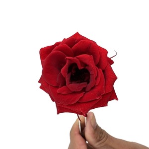 Vente en gros de grandes têtes de roses éternelles préservées, type marguerite, pour bouquets de mariage, décoration intérieure et fête des Mères - Product Image 6