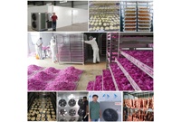 Hallo Rivier Elektrische Droger Voor Groenten En Fruit Grote Capaciteit Industriële Dadelpalm Jujube Droogmachine Vijg Dehydrator Ce