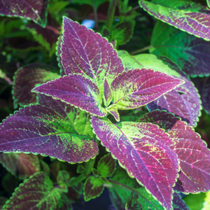 GMP standar kualitas tinggi Perilla Frutescens ekstrak makanan bubuk kelas dalam kemasan Drum dikemas vakum HPLC diuji - Product Image 5