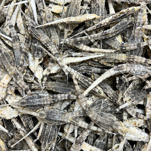 Hai Ma Que Raw Whole Sea Moth Pegasus Laternarius Belalang <strong>Karang</strong> Dried Brick Seamoth for Sale - Product Image 4