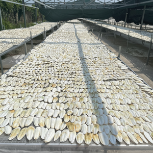 Vente en gros d'os de seiche naturels-Os de calmar fabriqué au Vietnam // MR. KEVIN - Product Image 1