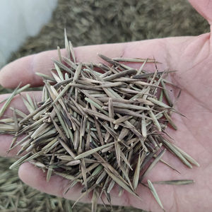 500 Grammi <span class=keywords><strong>di</strong></span> <span class=keywords><strong>Semi</strong></span> <span class=keywords><strong>di</strong></span> <span class=keywords><strong>Bambù</strong></span> Mao Phyllostachys Edulis Gigante Moso in Vendita - Product Image 1