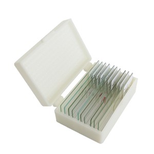 Muestras microscópicas del sistema endocrino: ovario, páncreas, fígado tímico, glándula pituitaria, secciones de muestras para aprendizaje médico básico - Product Image 1