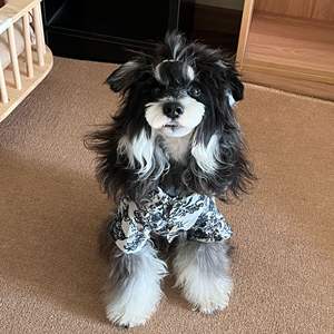 ONESTEP-Ropa elegante de invierno para mascotas, ropa para perros con estampado sólido para cachorros pequeños y medianos - Product Image 4