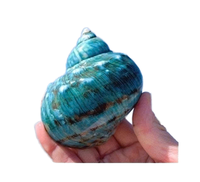 Coquille Turbo Rare Naturelle, Conque Océanique Polie, Décoration d'Intérieur, Mariage sur la Plage, Fête, Collection Nautique, Décoration Nautique