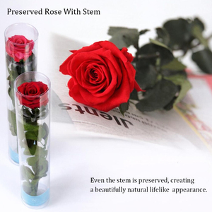 Rosa Preservada Individual con Tallo en Cilindro de PVC Transparente, Flor Eterna para Regalo de San Valentín o Boda, Venta al Por Mayor de Fábrica - Product Image 4