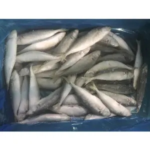중국 수출 냉동 작은 눈 라운드 scad 전체 라운드 iqf bqf 블록 냉동 냉동 라운드 scad 물고기
