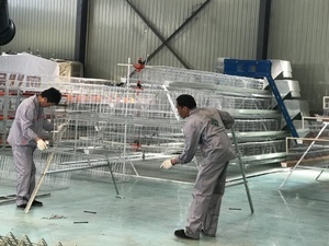 Q235 alambre de acero <span class=keywords><strong>corral</strong></span> batería capa jaula - Product Image 2