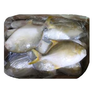 Pompano doré / Pomfret doré surgelé en gros - Product Image 3