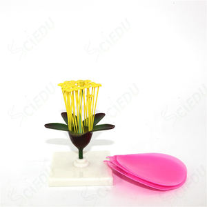 แบบจำลองพืชดอกไม้แอปเปิ้ล สำหรับ<span class=keywords><strong>การ</strong></span>เรียนการสอนวิทยาศาสตร์<span class=keywords><strong>การ</strong></span>แพทย์ กายวิภาคศาสตร์ และชีววิทยา - Product Image 3