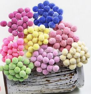 Kunming ลูกบอลทองคำสีทองประดับด้วยกระดุมสองเม็ด - Product Image 6