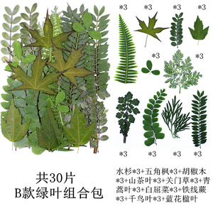 30 cái/gói Lá Kết Hợp Mix Gói Loạt DIY Nghệ Thuật Thủ Công Mỹ Nghệ Làm Tự Nhiên Nhà Máy Thân Thiện Với Môi - Product Image 5