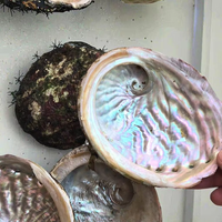 11-12cm Stock dégagé en gros populaire artisanat naturel coquille d'ormeau brut de mer pour bricolage décoration de la maison