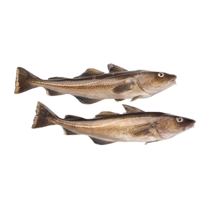 Bacalao Antártico congelado Pescado entero Captura salvaje IQF Carne blanca de mar profundo Piel de pescado en marisco limpio Bloque de almacenamiento en frío - Product Image 4